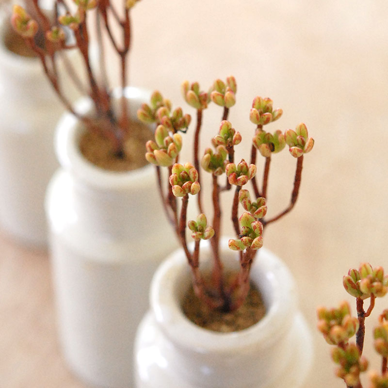 Aeonium 小人の祭り x antique pot