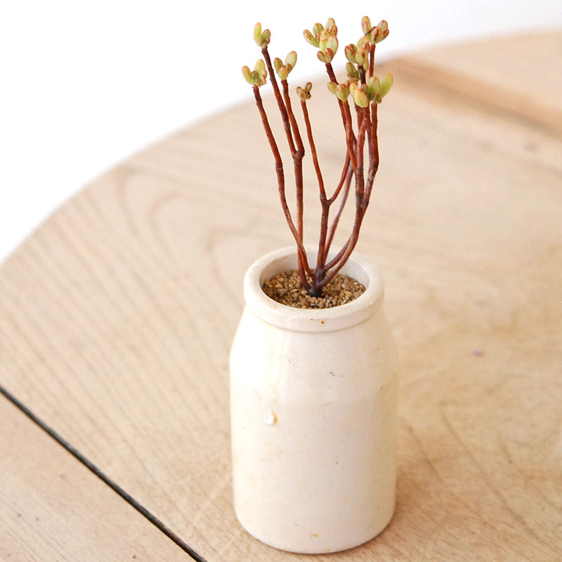 Aeonium 小人の祭り x antique pot