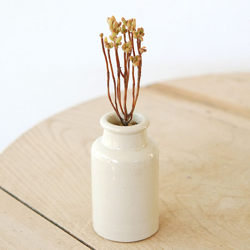 Aeonium 小人の祭り x antique pot