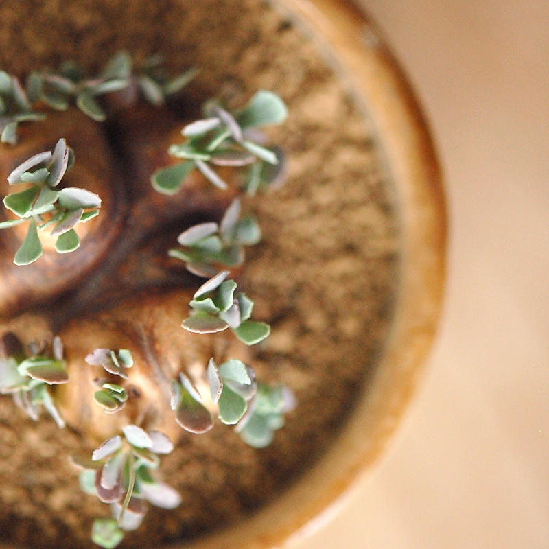 Othonna カカリオイデス x antique pot