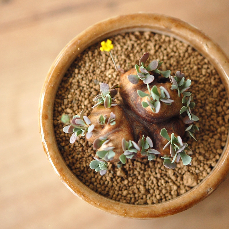 Othonna カカリオイデス x antique pot