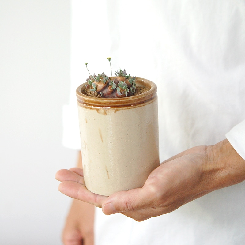 Othonna カカリオイデス x antique pot