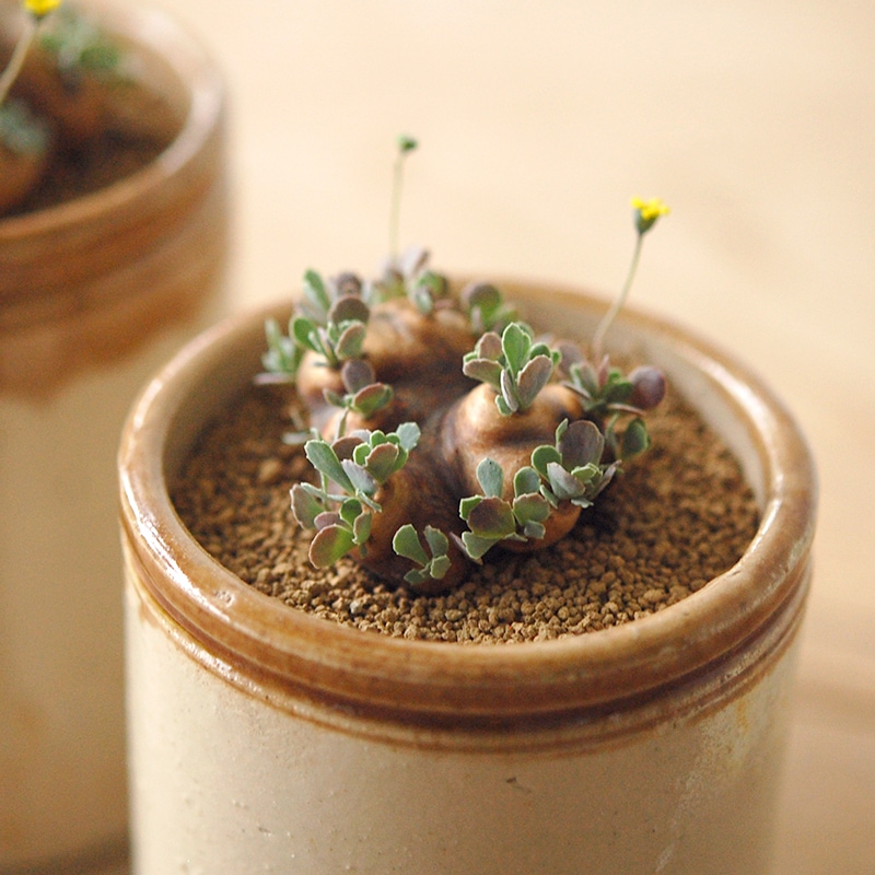Othonna カカリオイデス x antique pot