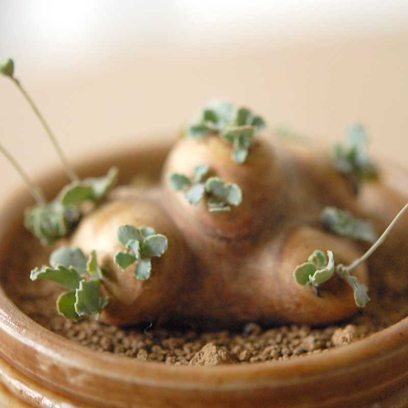 Othonna カカリオイデス x antique pot
