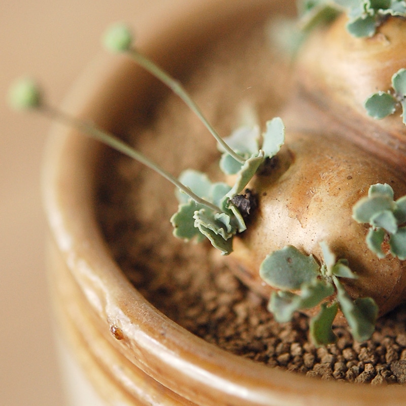 Othonna カカリオイデス x antique pot