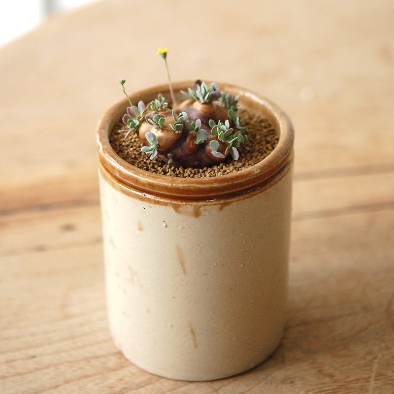 Othonna カカリオイデス x antique pot