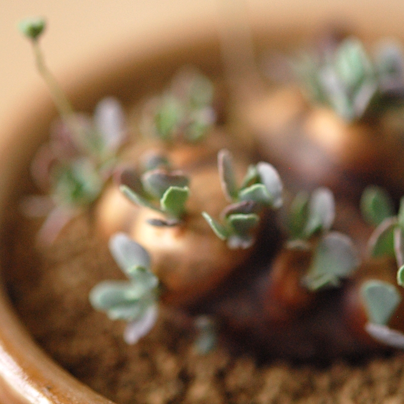 Othonna カカリオイデス x antique pot