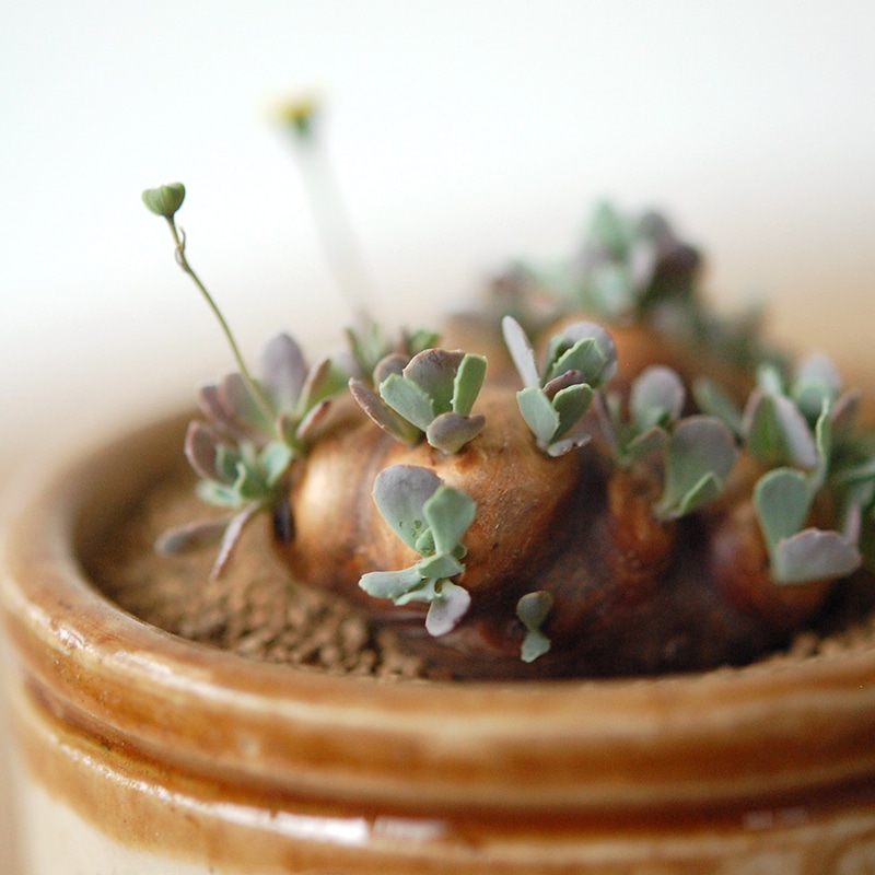 Othonna カカリオイデス x antique pot