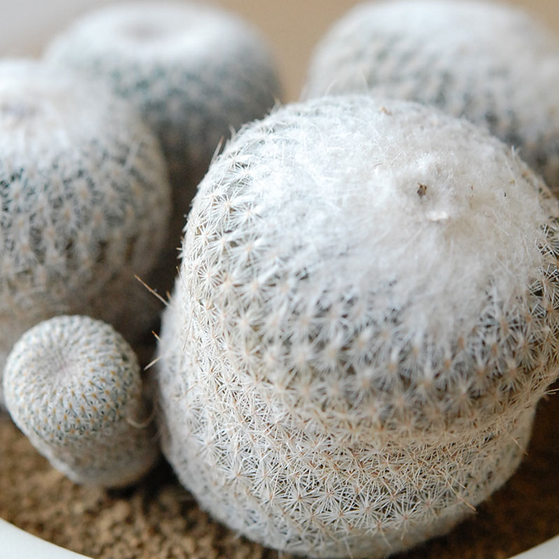 Epithelantha x 石川若彦さんの器