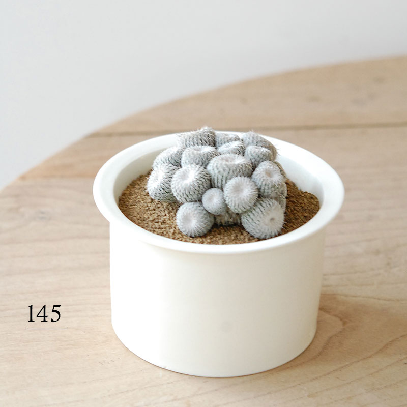 Epithelantha x 石川若彦さんの器