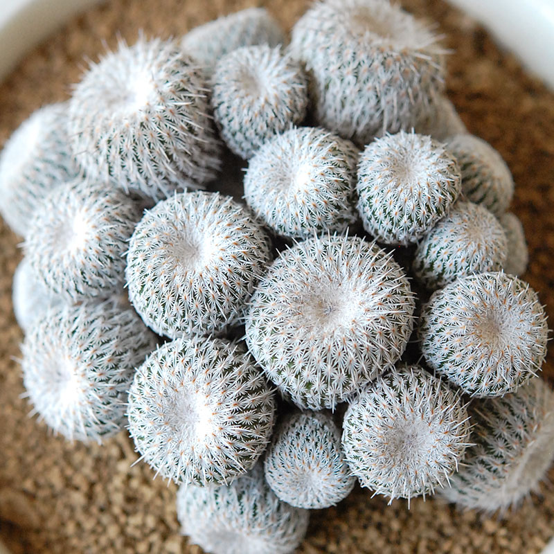 Epithelantha x 石川若彦さんの器