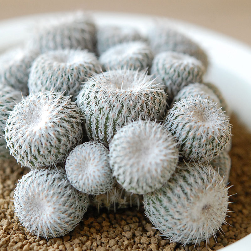 Epithelantha x 石川若彦さんの器