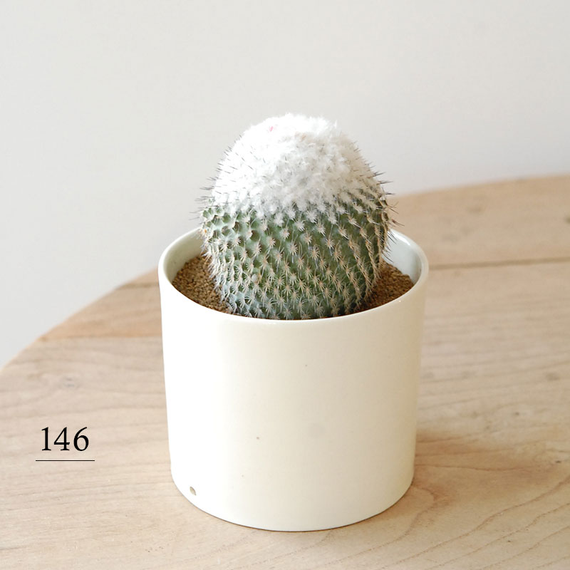 Epithelantha x 石川若彦さんの器