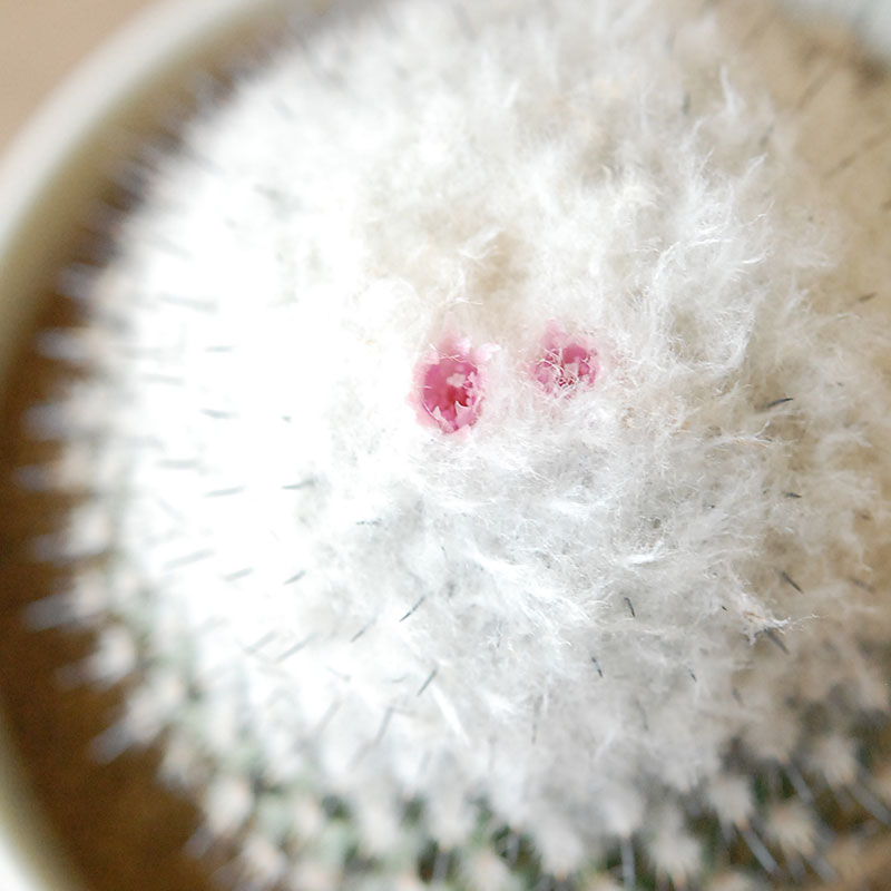 Epithelantha x 石川若彦さんの器