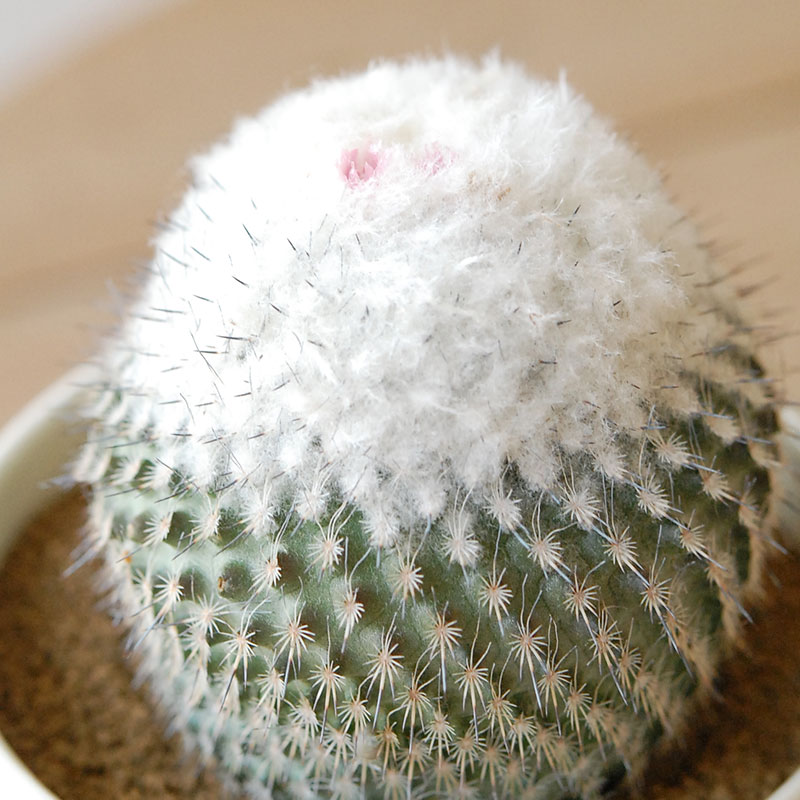 Epithelantha x 石川若彦さんの器