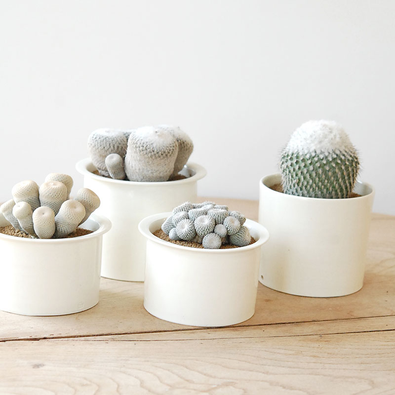 Epithelantha x 石川若彦さんの器