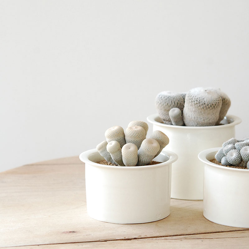 Epithelantha x 石川若彦さんの器