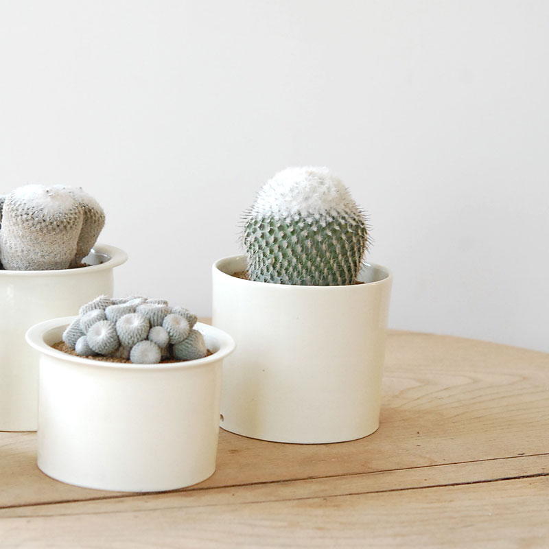 Epithelantha x 石川若彦さんの器