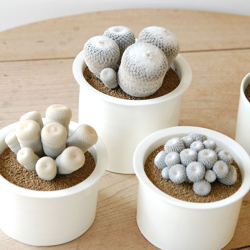 Epithelantha x 石川若彦さんの器