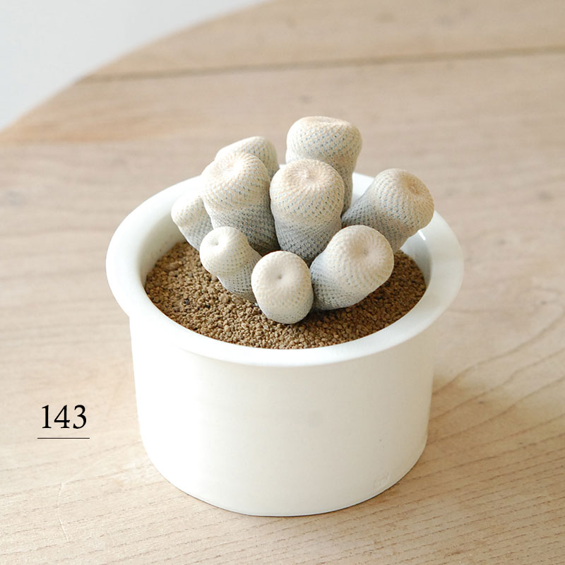 Epithelantha x 石川若彦さんの器