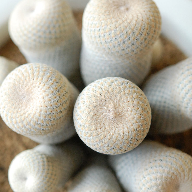 Epithelantha x 石川若彦さんの器