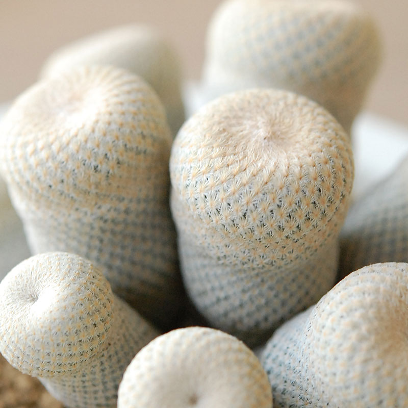 Epithelantha x 石川若彦さんの器