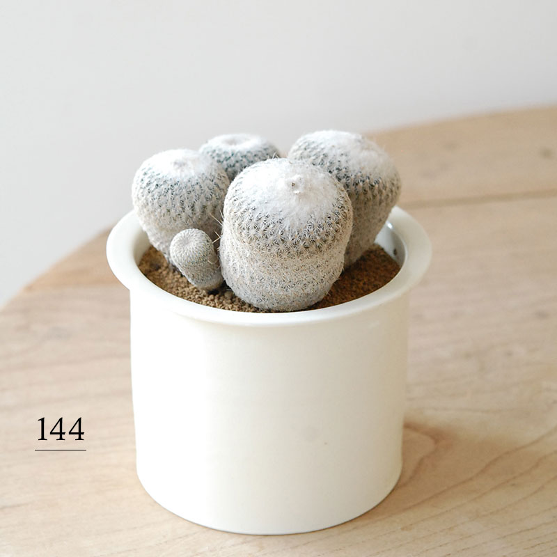 Epithelantha x 石川若彦さんの器