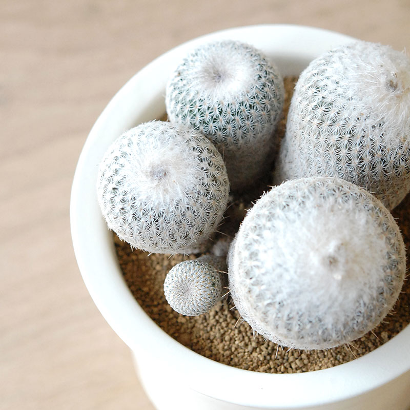 Epithelantha x 石川若彦さんの器