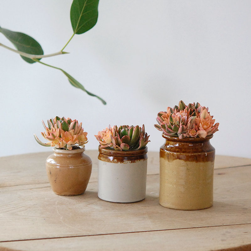 Aeonium 甜茶錦 x antique イギリスジャー