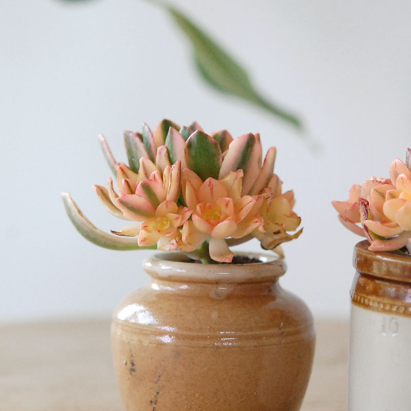 Aeonium 甜茶錦 x antique イギリスジャー