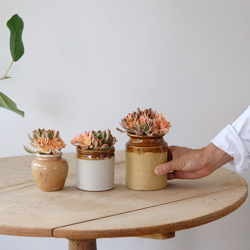 Aeonium 甜茶錦 x antique イギリスジャー