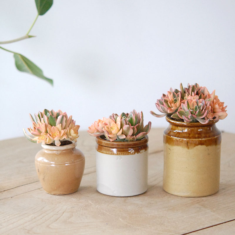 Aeonium 甜茶錦 x antique イギリスジャー