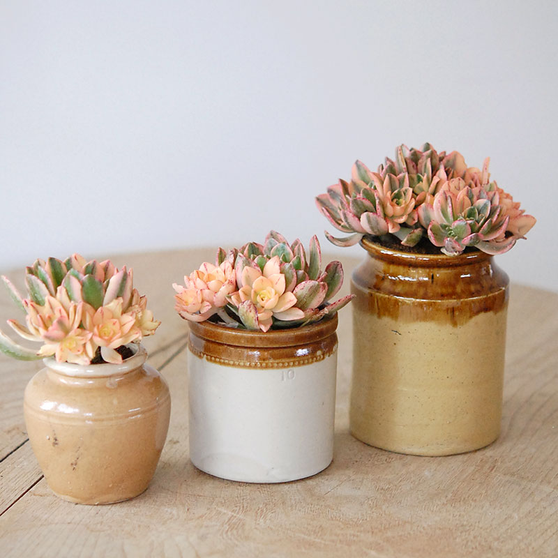 Aeonium 甜茶錦 x antique イギリスジャー