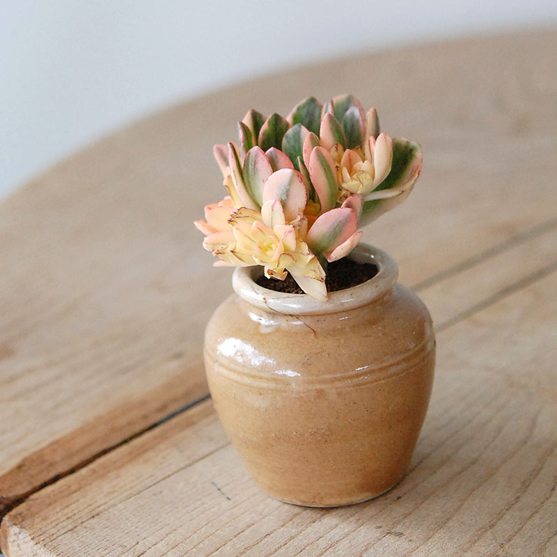 Aeonium 甜茶錦 x antique イギリスジャー