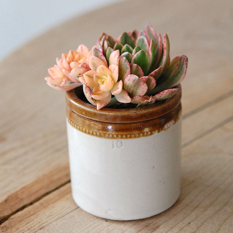 Aeonium 甜茶錦 x antique イギリスジャー