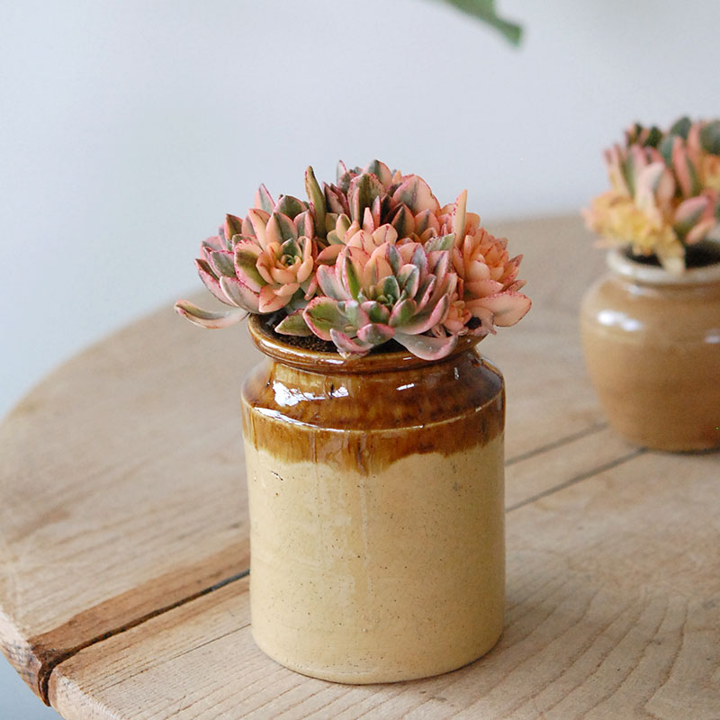 Aeonium 甜茶錦 x antique イギリスジャー