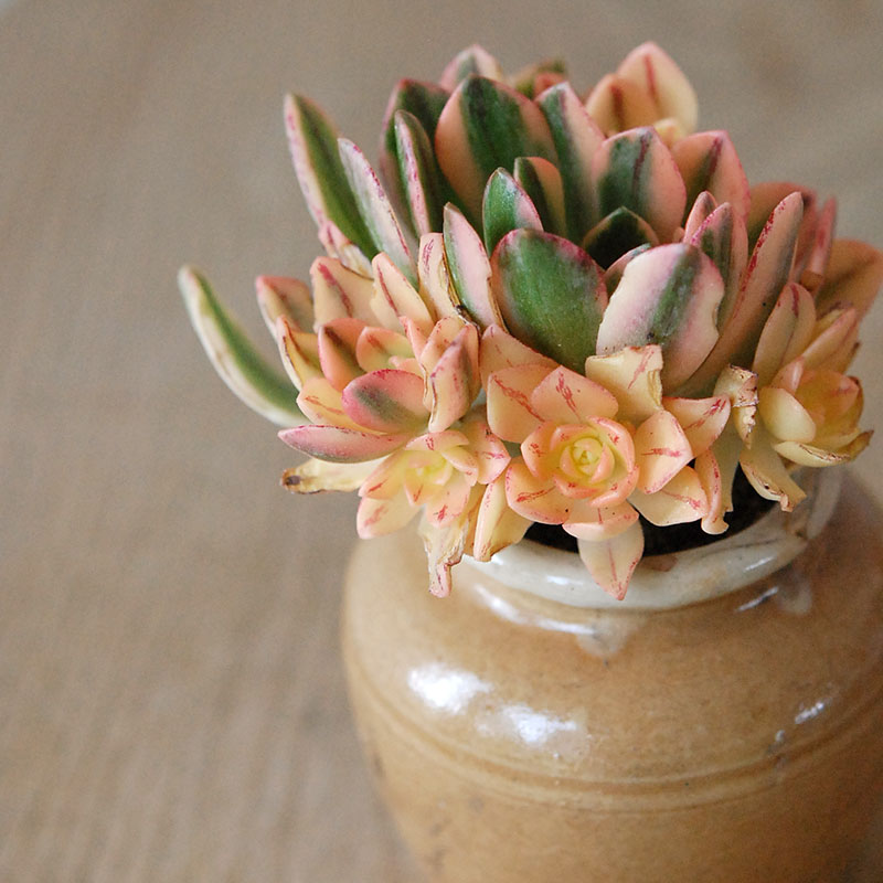 Aeonium 甜茶錦 x antique イギリスジャー