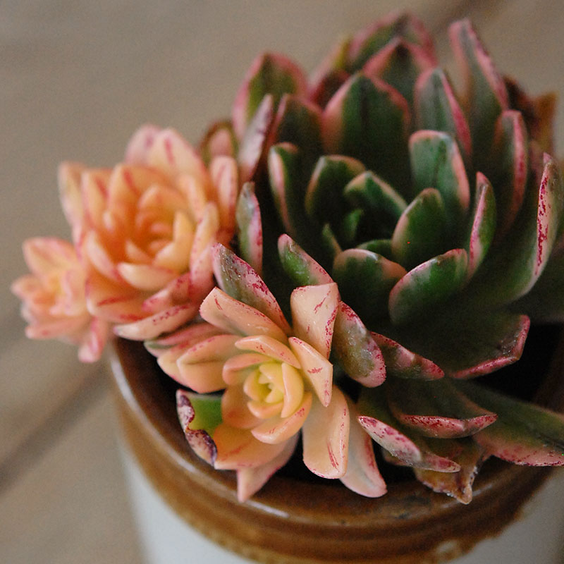 Aeonium 甜茶錦 x antique イギリスジャー