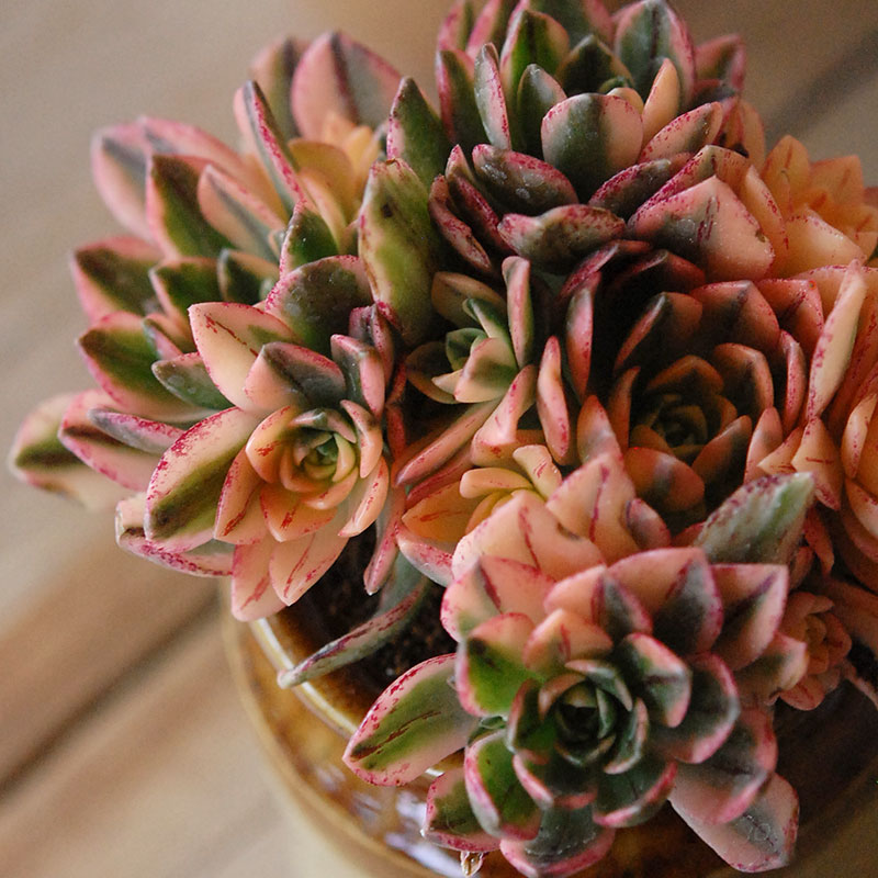 Aeonium 甜茶錦 x antique イギリスジャー