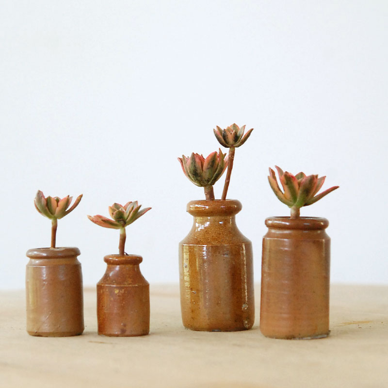 Aeonium 甜茶錦 x antique pot