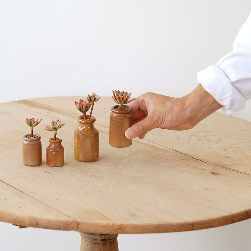 Aeonium 甜茶錦 x antique pot