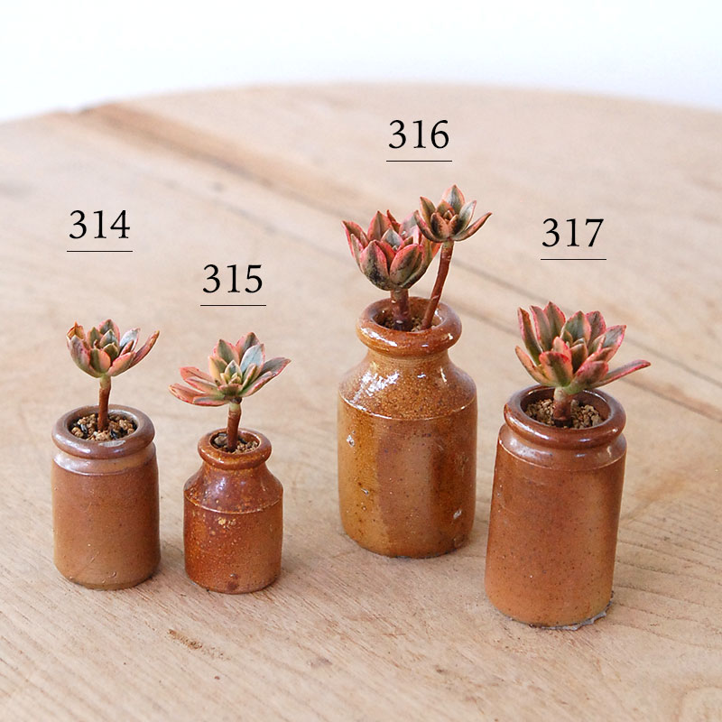 Aeonium 甜茶錦 x antique pot