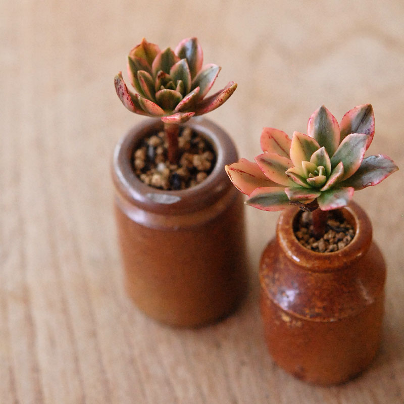 Aeonium 甜茶錦 x antique pot