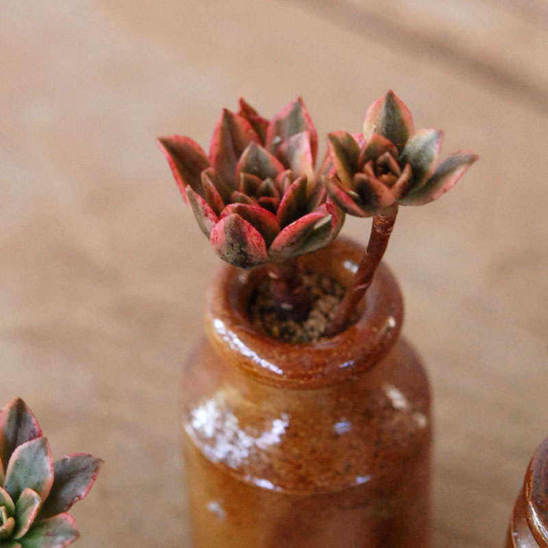 Aeonium 甜茶錦 x antique pot
