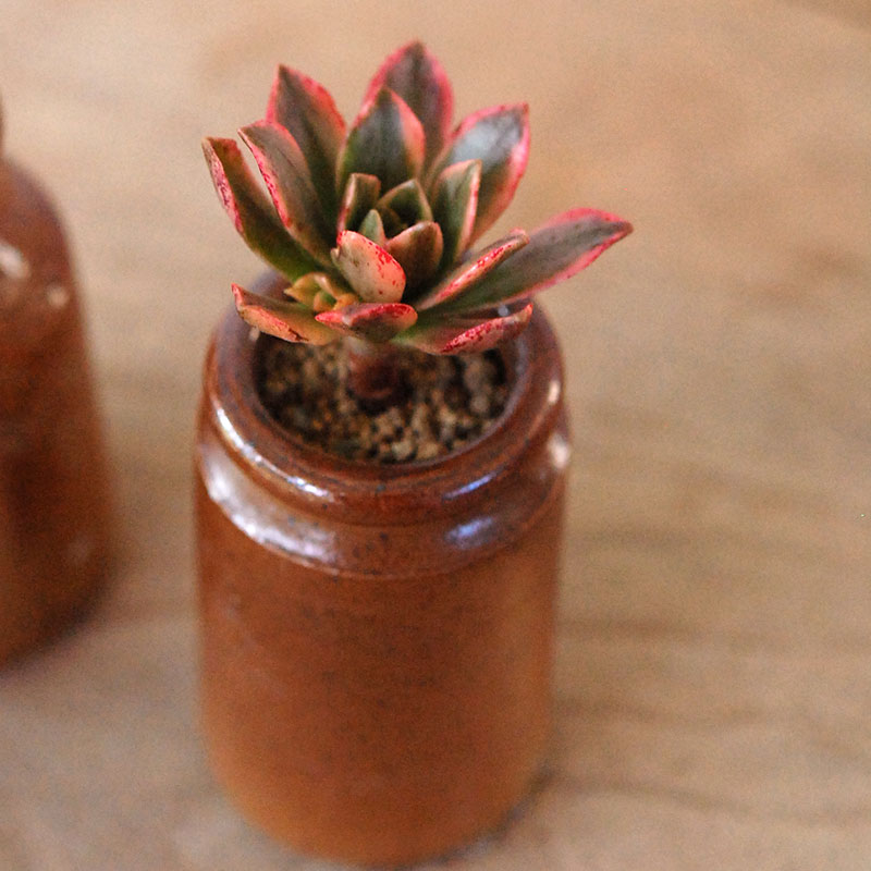 Aeonium 甜茶錦 x antique pot