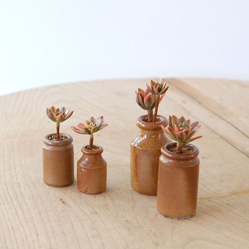 Aeonium 甜茶錦 x antique pot