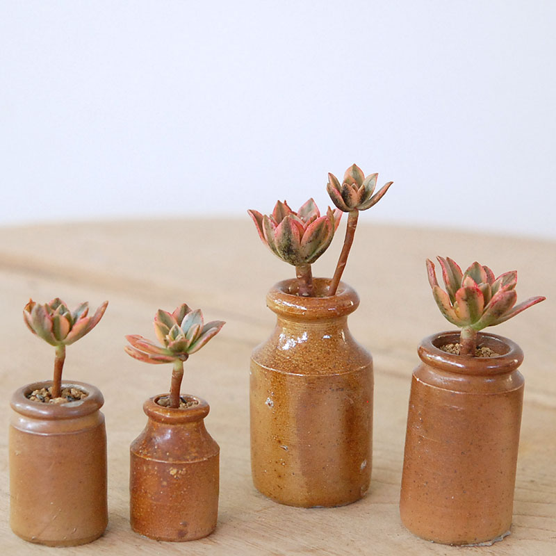 Aeonium 甜茶錦 x antique pot