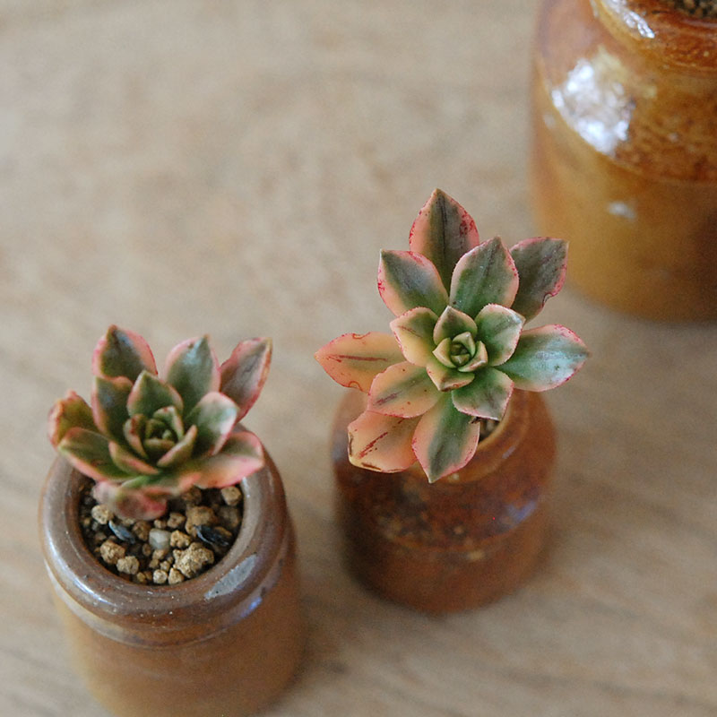 Aeonium 甜茶錦 x antique pot