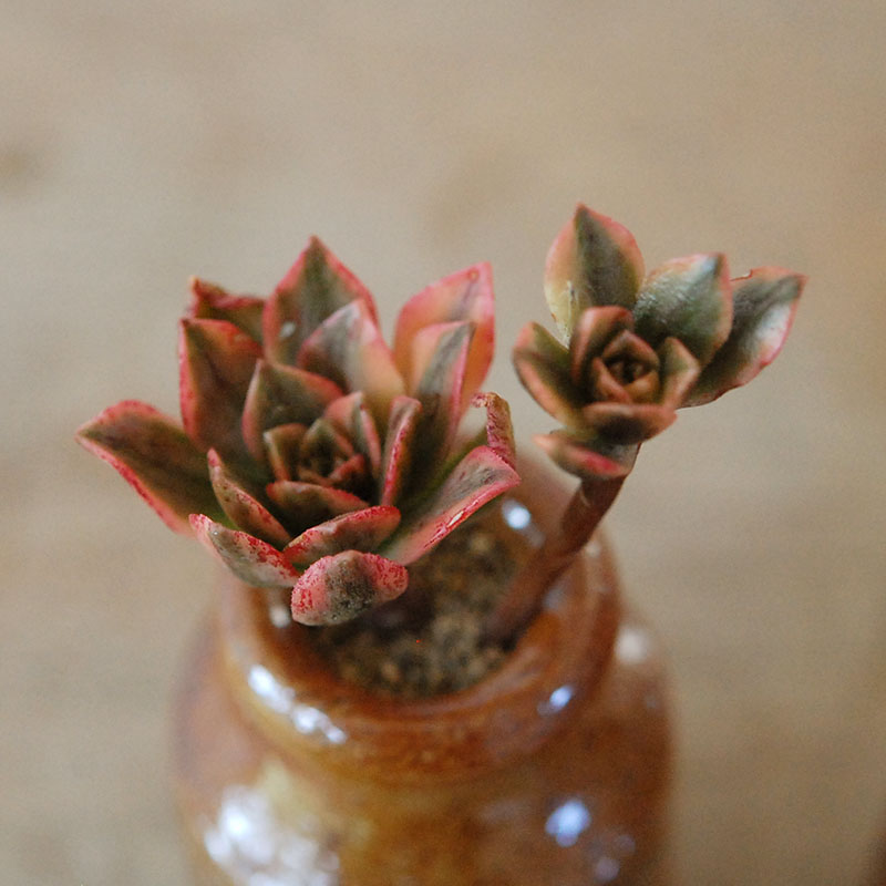 Aeonium 甜茶錦 x antique pot