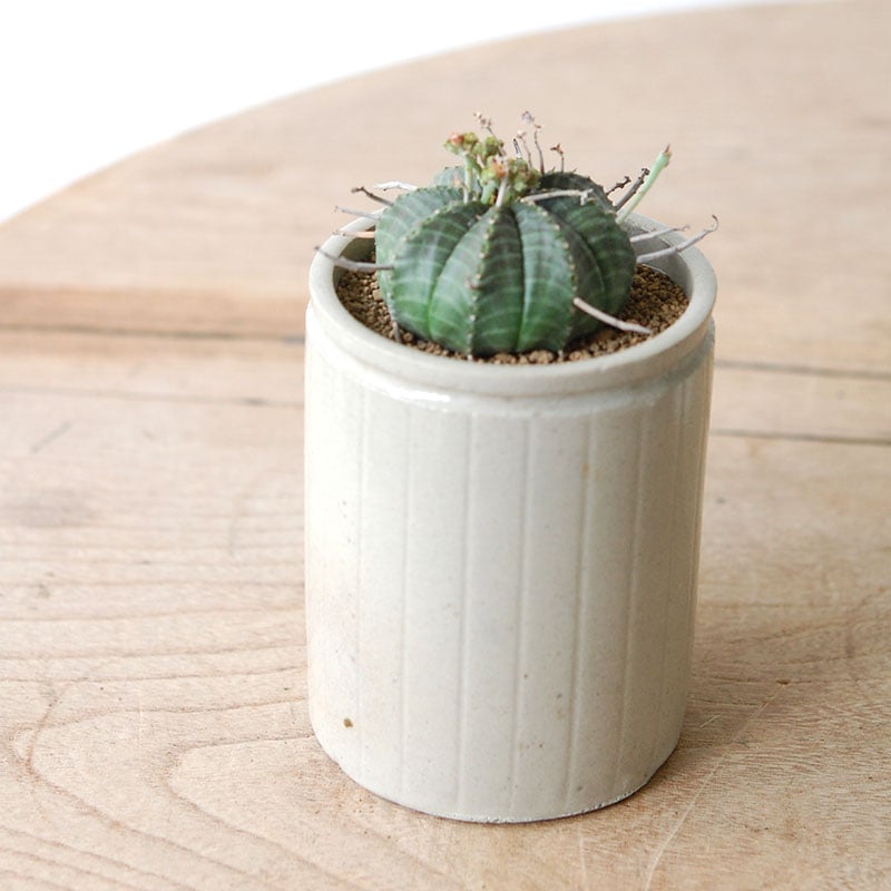 Euphorbia x antique イギリスジャー